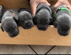 Duitse/deense dog puppies, Overige rassen, 8 tot 15 weken, Parvo, Meerdere