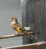 Putter x sijs kruising, Dieren en Toebehoren, Mannelijk, Wildzangvogel, Geringd