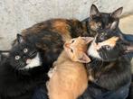 Jonge kittens, Meerdere dieren, 0 tot 2 jaar