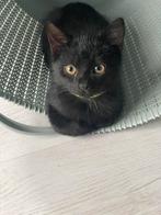 Lieve kittens  Brits/Maine coon, Dieren en Toebehoren, Poes, 0 tot 2 jaar