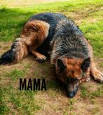Oud duitse herder pups!, Dieren en Toebehoren, Honden | Herdershonden en Veedrijvers, Rabiës (hondsdolheid), 15 weken tot 1 jaar