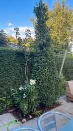 Portugese laurier, Tuin en Terras, Planten | Bomen, Ophalen of Verzenden, Halfschaduw, Overige soorten