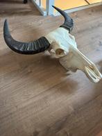 Buffel schedel, Ophalen, Nieuw