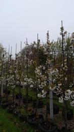 Fruitbomen Opal, Victoria, Conference, Gieser wildeman, Ophalen, Overige soorten