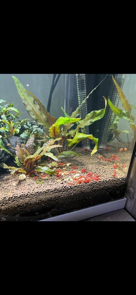 Super bloody mary garnalen! (rode garnalen), Dieren en Toebehoren, Vissen | Aquariumvissen, Kreeft, Krab of Garnaal