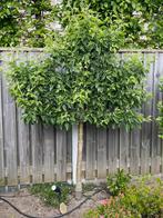 perenboom en appelboom, Ophalen, Lente, Volle zon, Overige soorten