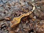 Wimpergekko
Correlophus ciliatus
Nk 2023

1.0, Hagedis