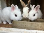 2 super tamme jonge dwergkonijntjes, Meerdere dieren, Dwerg, 0 tot 2 jaar
