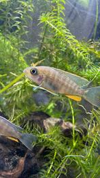 Groepje van 5 cichliden, Dieren en Toebehoren, Vis