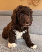 Liefdevolle puppy’s Spaanse Waterhond Perro de Agua Español, Overige rassen, CDV (hondenziekte), 8 tot 15 weken, Meerdere