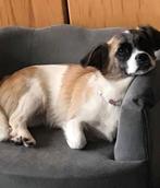 Teefje Mona, 8 mnd ter adoptie Spoed!!, Particulier, 15 weken tot 1 jaar, Buitenland, Teef
