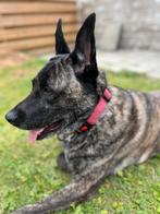 Mechelse herder x cane corso mix, Teef, Eén hond, 3 tot 5 jaar, Herder