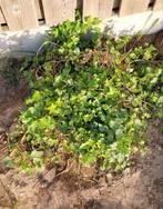 Klimop, Ophalen, Vaste plant, Klimplanten