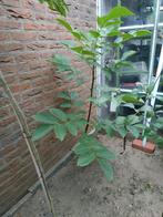 walnoot, Overige soorten, Lente, 100 tot 250 cm, Ophalen