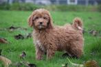 Cavapoo pups nieuw nestje, Rabiës (hondsdolheid), 15 weken tot 1 jaar, Buitenland, Meerdere