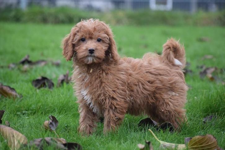 Cavapoo pups nieuw nestje, Dieren en Toebehoren, Honden | Niet-rashonden, Middel, Meerdere dieren, Fokker | Professioneel, Meerdere