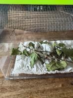 Gratis wandelende takken Nimfen, Wandelende tak