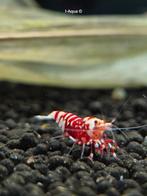 Red Fancy tiger garnalen aquarium bezorging caridina, Kreeft, Krab of Garnaal