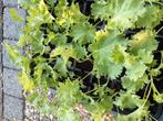 Boerenkoolplanten, Tuin en Terras, Ophalen, Volle zon, Groenteplanten, Eenjarig