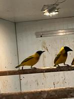 Mooie koloni zwartkop wevers ook losse man, Dieren en Toebehoren, Vogels | Overige Vogels, Meerdere dieren, Tropenvogel, Geringd