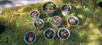 Hartgespan, Leonurus Cardiaca, 1,20 euro, Volle zon, Vaste plant, Zomer, Ophalen