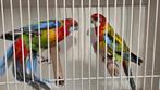 0,4 Rosella Goudmantel Pastel, Dieren en Toebehoren, Vogels | Parkieten en Papegaaien, Vrouwelijk, Parkiet, Geringd