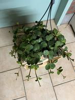 Peperomia Hope, Ophalen of Verzenden, Halfschaduw, Minder dan 100 cm