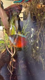 dwerggoerami mannetje gratis af te halen, Dieren en Toebehoren, Vissen | Aquariumvissen, Vis