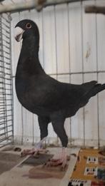 Te Koop Duitse Schoonheidspostduiven, Dieren en Toebehoren, Vogels | Duiven, Meerdere dieren, Overige soorten