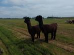 Twee zeer makke, mensgerichte ruinen alpaca's , donkerbruin, Dieren en Toebehoren, Overige Dieren, Augustus, Mannelijk