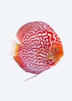 Dutch discus, red map 5-6 cm, Dieren en Toebehoren, Vissen | Aquariumvissen, Vis, Zoetwatervis, Schoolvis
