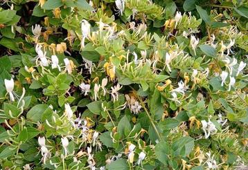 lonicera 'halls prolific', kamperfoelie, klimplant beschikbaar voor biedingen