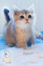 Prachtige brits britse korthaar kittens met STAMBOOM, Dieren en Toebehoren, Meerdere dieren, Gechipt, 0 tot 2 jaar