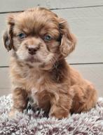 Mooie maltipoo pups 🎁🎁🎁🧸🧸🧸♥️, Parvo, Overige rassen, 8 tot 15 weken, Meerdere