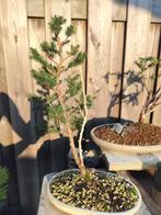 Picea glauca 'Conica' bonsai, Tuin en Terras, Planten | Bomen, Ophalen, Bloeit niet, Overige soorten, Minder dan 100 cm