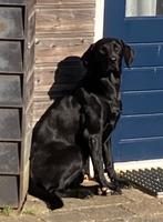 VOORAANKONDIGING NEST FIELDTRIAL LABRADOR PUPS, Rabiës (hondsdolheid), 8 tot 15 weken, Meerdere, Meerdere dieren