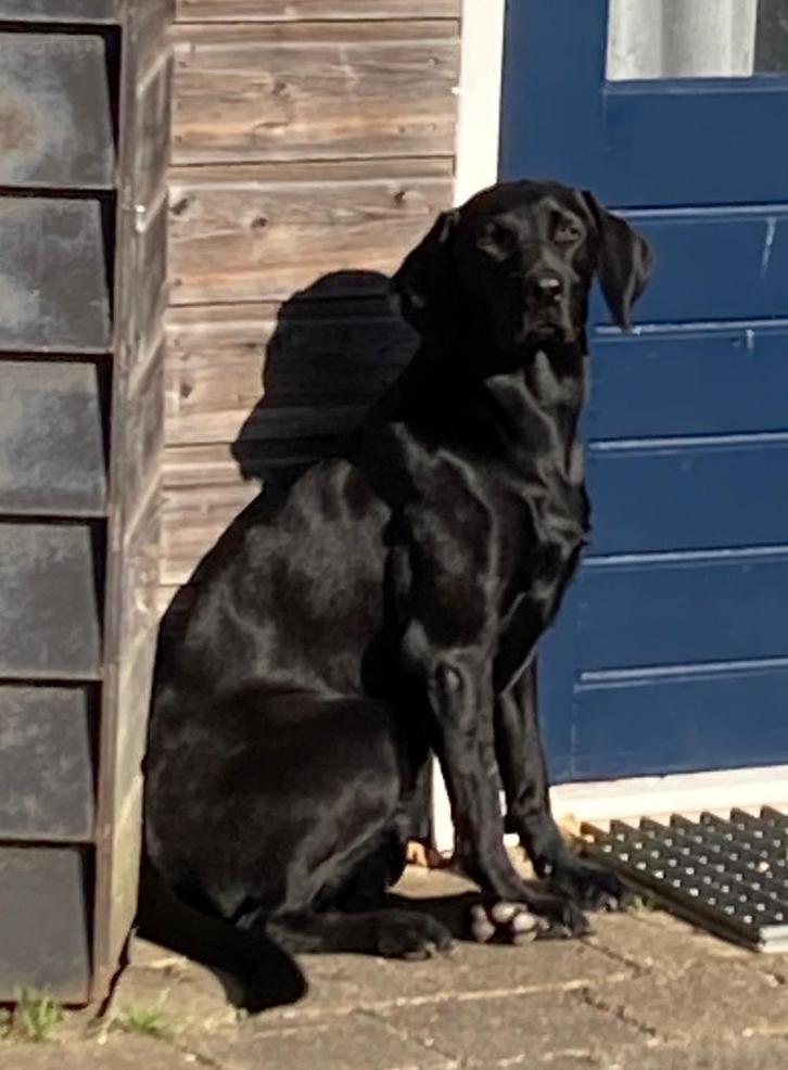 VOORAANKONDIGING NEST FIELDTRIAL LABRADOR PUPS, Dieren en Toebehoren, Honden | Niet-rashonden, Middel, Meerdere dieren, Fokker | Hobbymatig