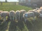 schapen Swifter dekrammen Scrappie -Zwoegervrij - Myomax MM, Mannelijk, Schaap, 0 tot 2 jaar