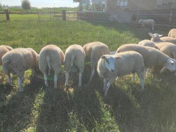 schapen Swifter dekrammen Scrappie -Zwoegervrij - Myomax MM beschikbaar voor biedingen