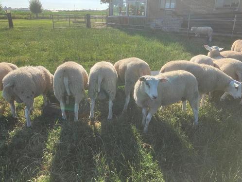 schapen Swifter dekrammen Scrappie -Zwoegervrij - Myomax MM, Dieren en Toebehoren, Schapen, Geiten en Varkens, Schaap, Mannelijk