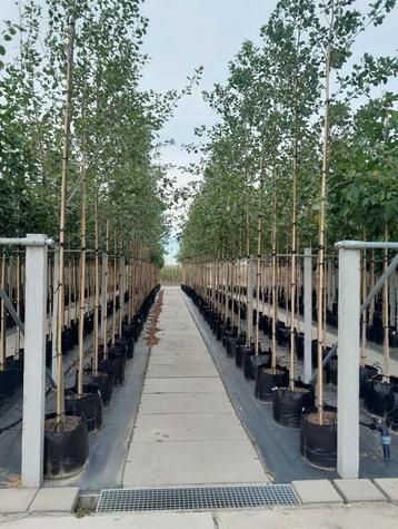 Zwarte els | Alnus glutinosa bomen in potgekweekt beschikbaar voor biedingen