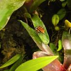 Oophaga pumilio bastimentos cemetery, Dieren en Toebehoren, Reptielen en Amfibieën