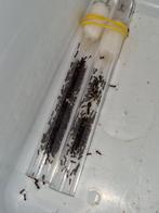 Camponotus lateralis 1q 400-500w | mieren ants mierenkolonie, Mieren