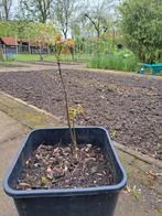 Walnotenboompjes,, Tuin en Terras, Volle zon, Ophalen of Verzenden