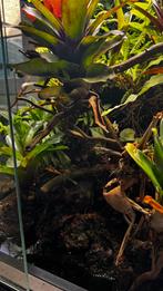 Paludarium met groepje (5) Ranitomeya vanzolini, Dieren en Toebehoren, Reptielen en Amfibieën | Toebehoren, Ophalen, Terrarium of Paludarium