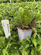 Varens, diverse soorten. Dryopteris, Polypodium, blechnum, Ophalen, Overige soorten, Volle zon