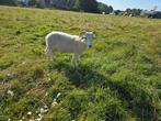1 prachtige ram (geboren mrt 2025) Wilthshire horn., Dieren en Toebehoren, Schapen, Geiten en Varkens, Mannelijk, Schaap