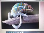 Diamond painting  kameleon op tak 30 bij 40 cm, Hobby en Vrije tijd, Verzenden, Nieuw