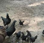 Ayam cemani hennen/hanen juni 2025, Dieren en Toebehoren, Pluimvee, Meerdere dieren, Kip
