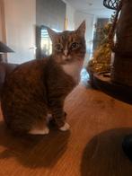 2 poezen, Dieren en Toebehoren, Poes